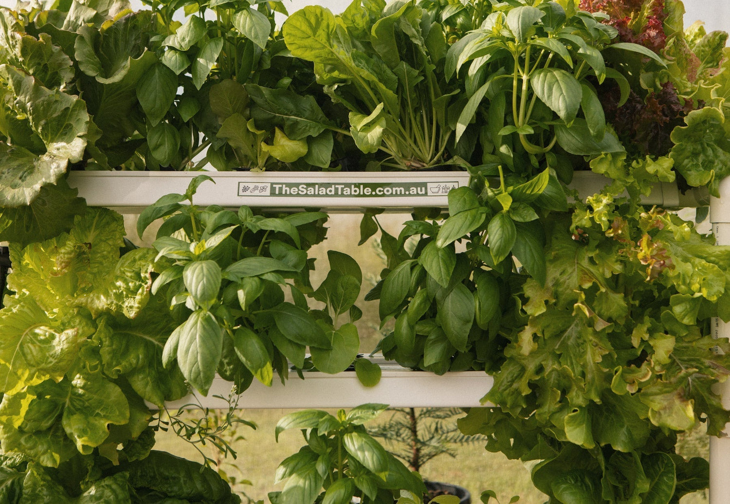 đź’° How Much You Can Save by Growing Your Own Produce at Home