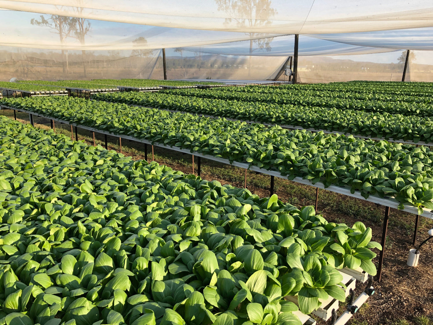 The Salad Table’s Role in the Future of Sustainable Farming