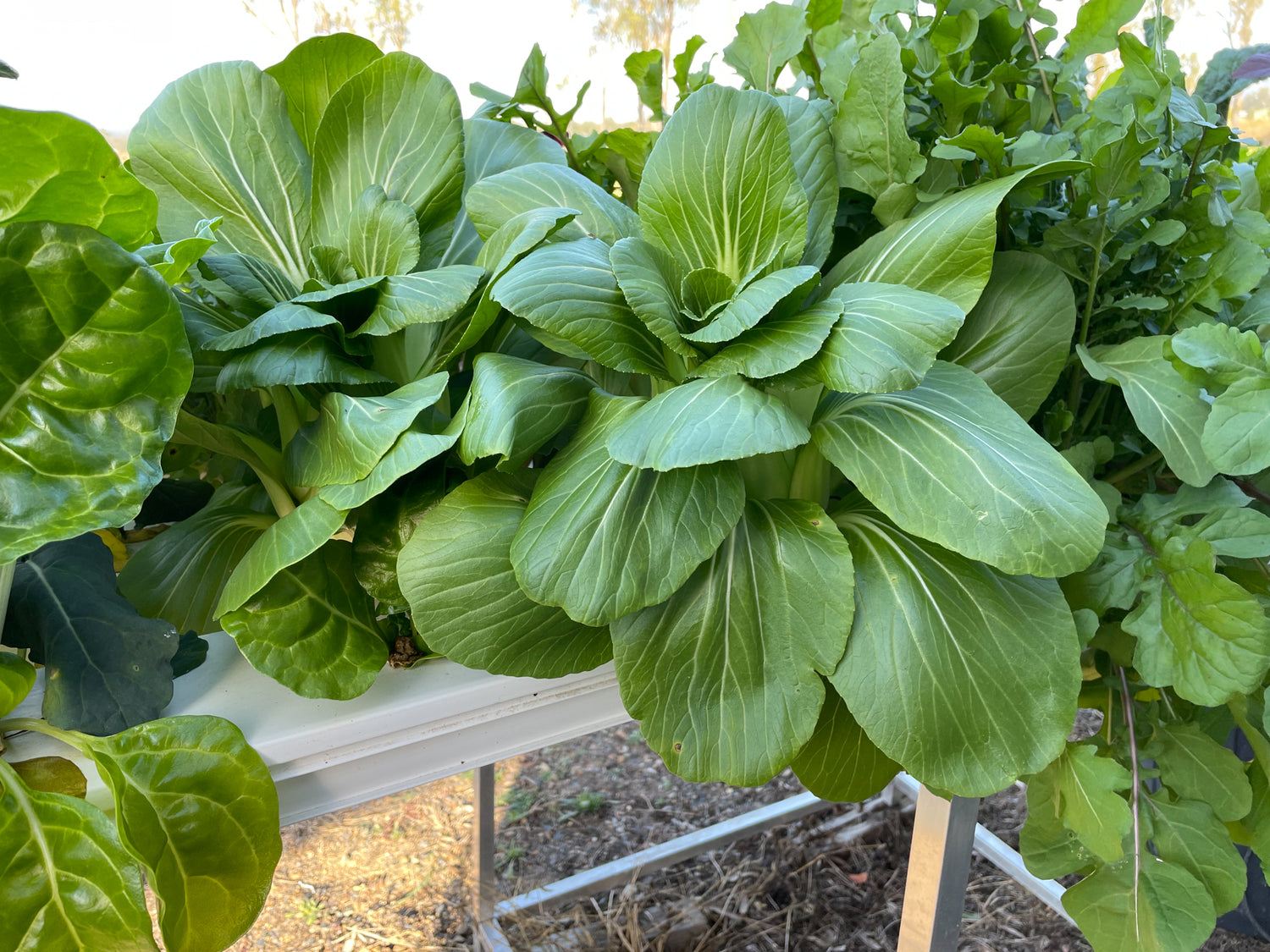 5 Best Varieties of Produce to Grow in Spring